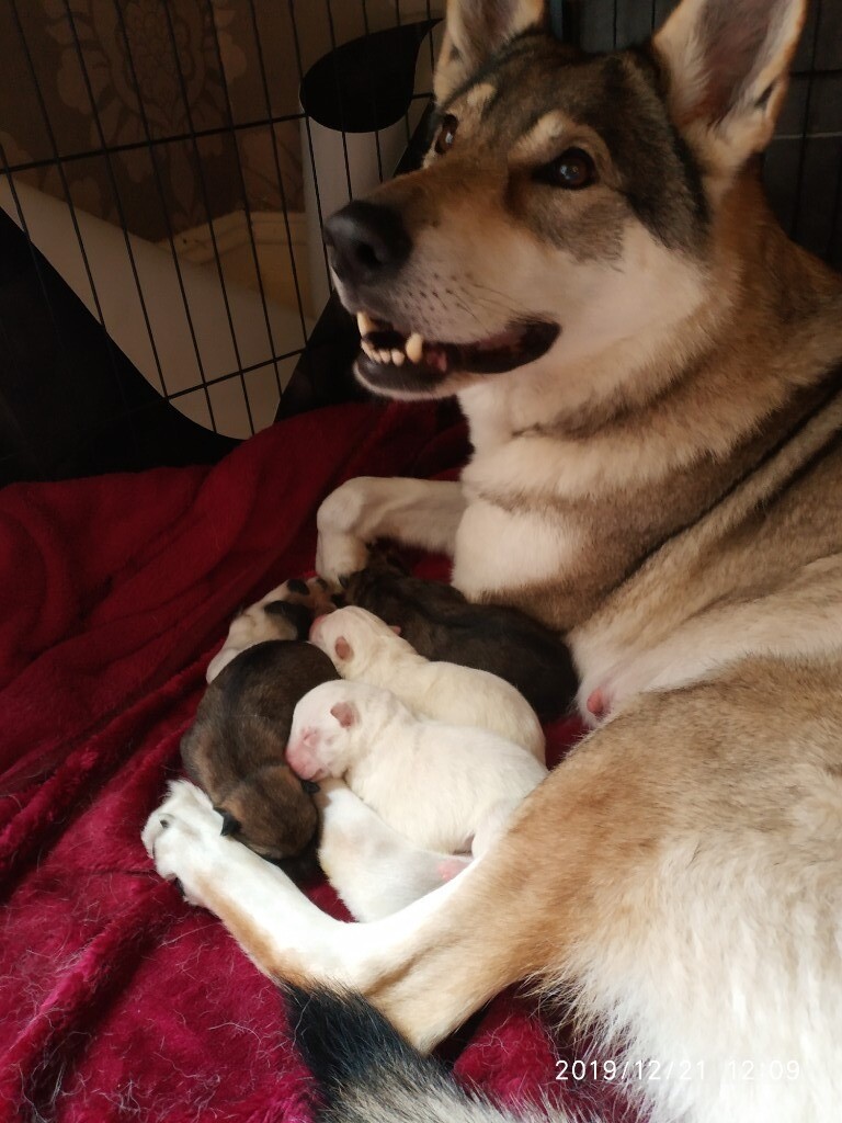 wolf puppies for sale gumtree